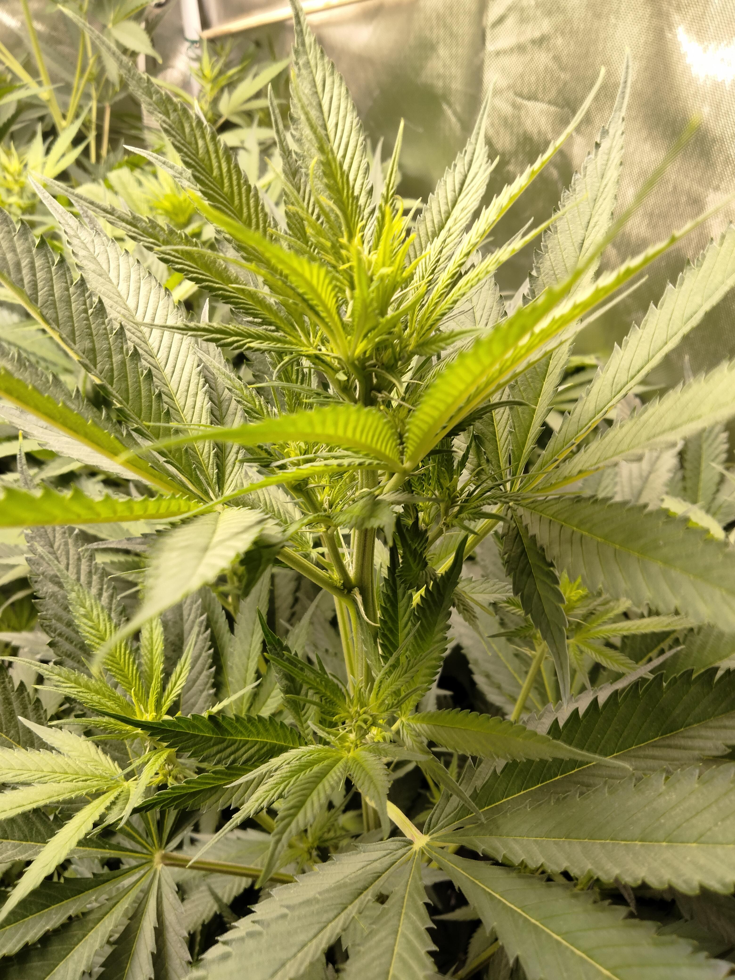 sk#1 buds forming